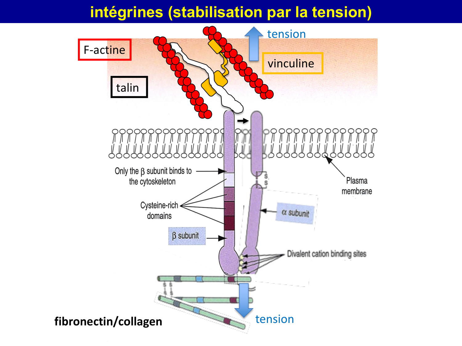 Molécules d’adhésion cellulaire page 63