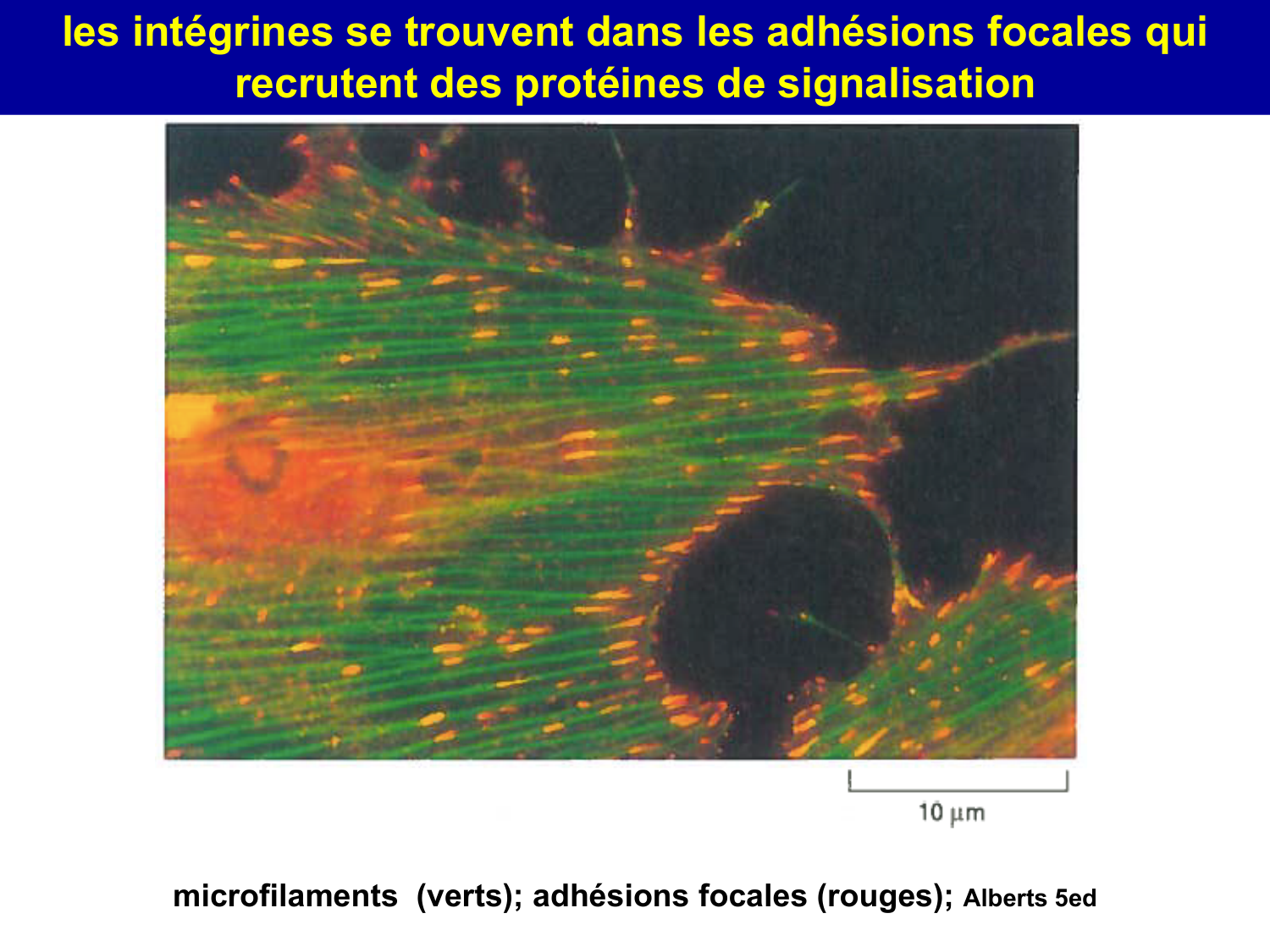 Molécules d’adhésion cellulaire page 64
