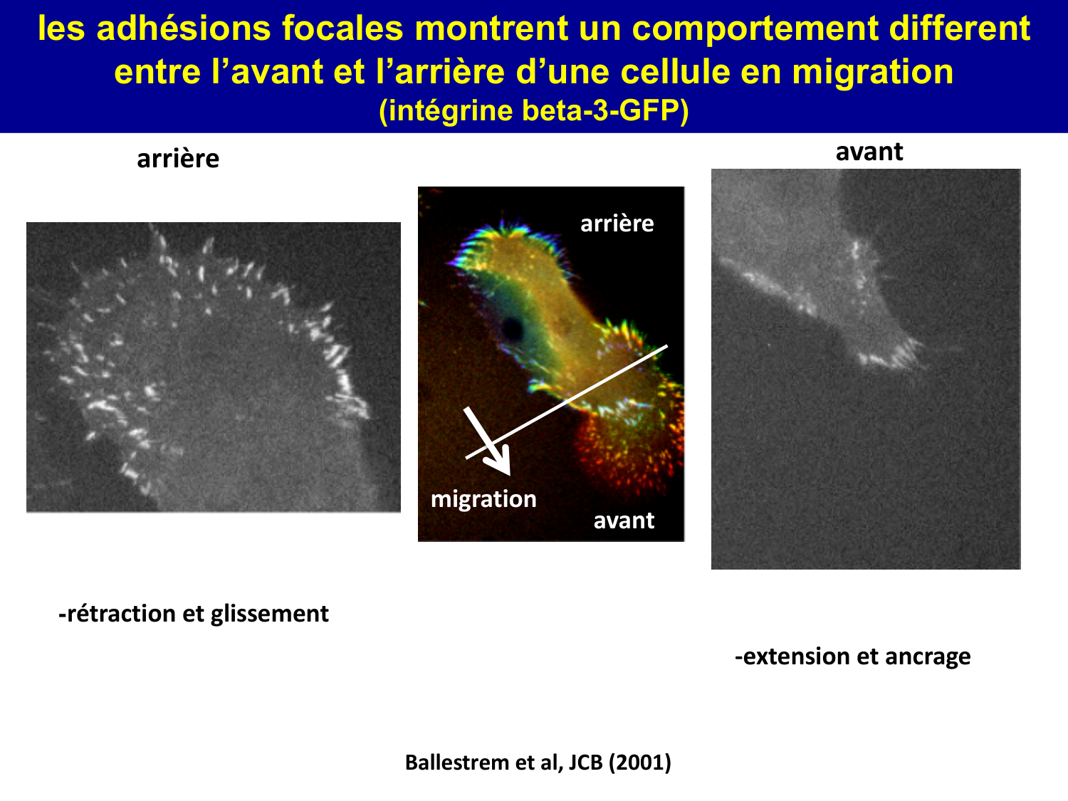 Molécules d’adhésion cellulaire page 65