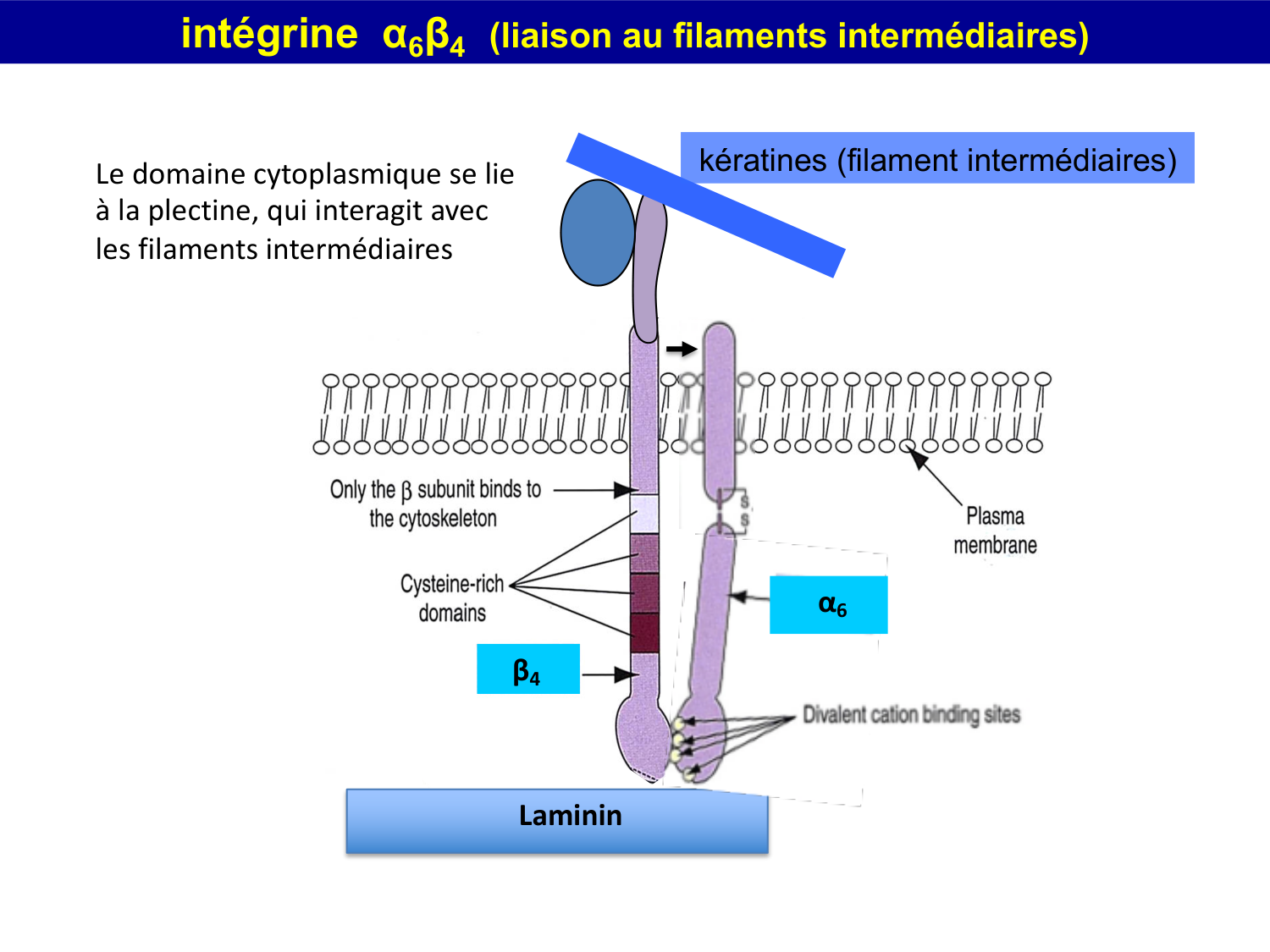 Molécules d’adhésion cellulaire page 66