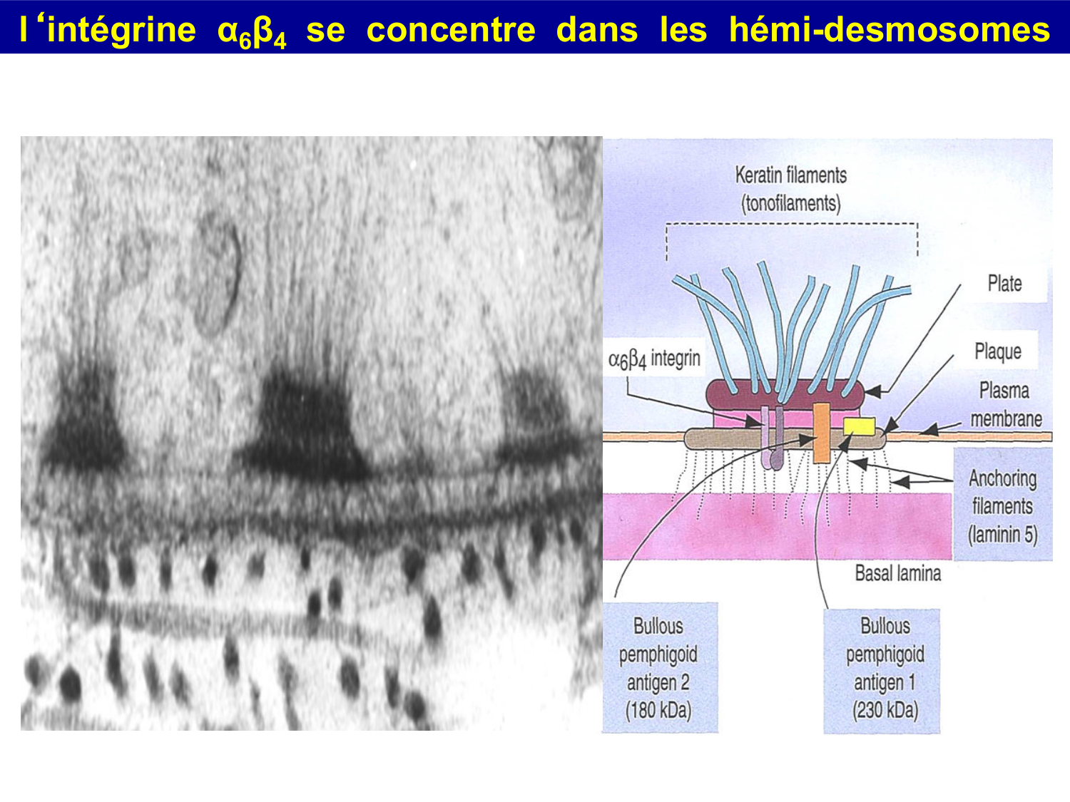 Molécules d’adhésion cellulaire page 67