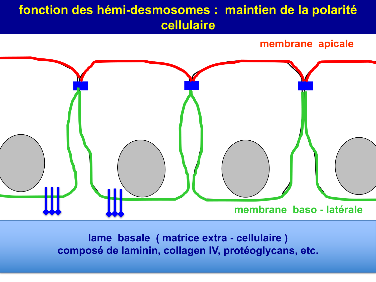 Molécules d’adhésion cellulaire page 68