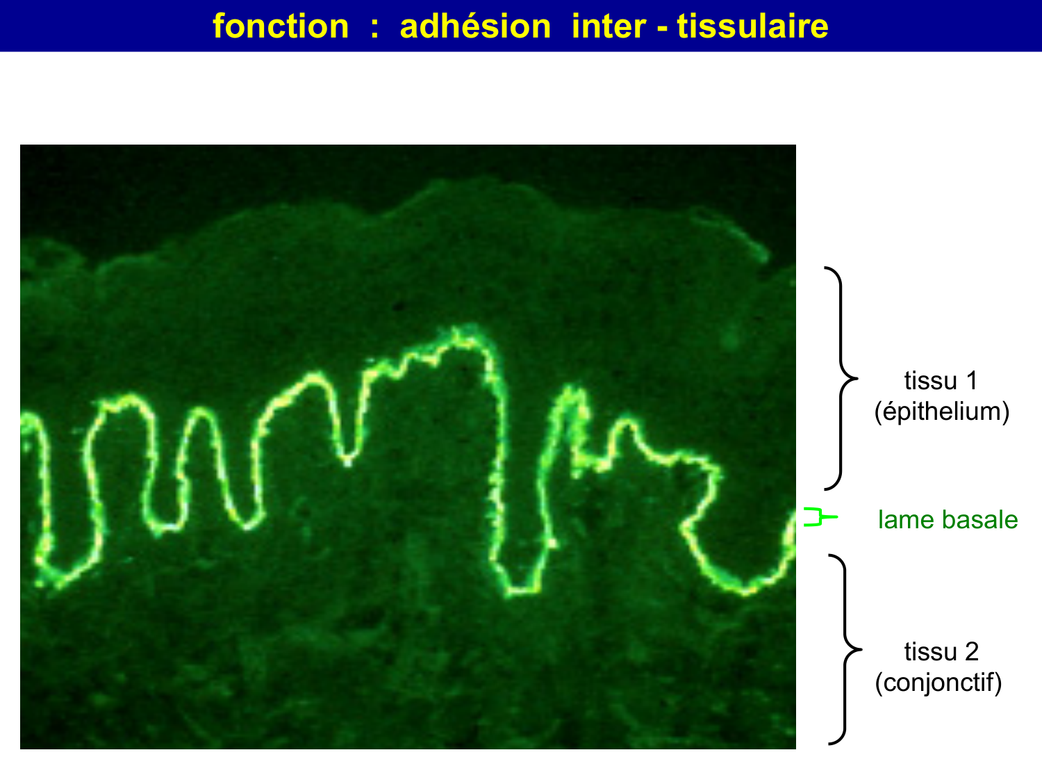 Molécules d’adhésion cellulaire page 69