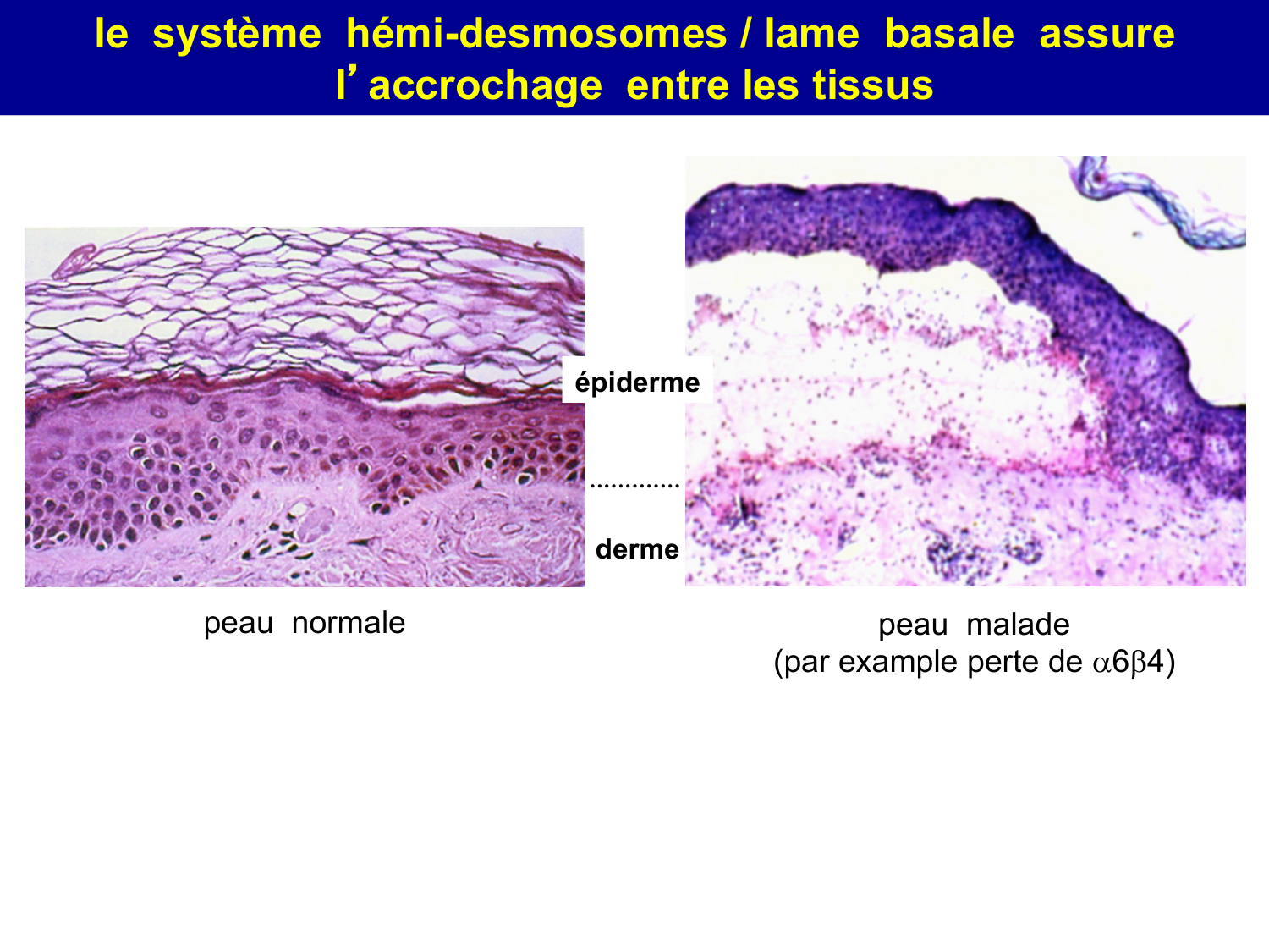 Molécules d’adhésion cellulaire page 70