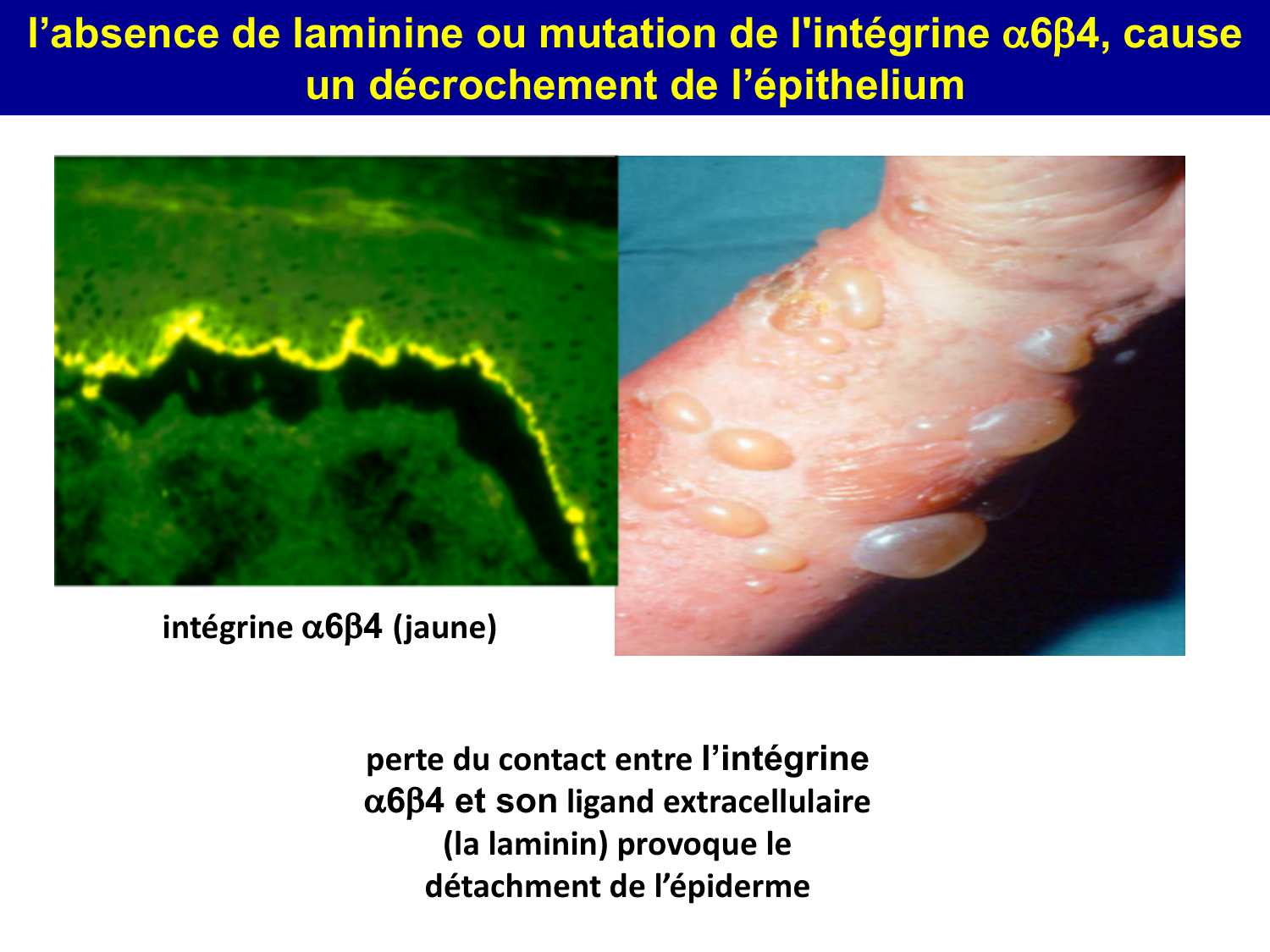 Molécules d’adhésion cellulaire page 71