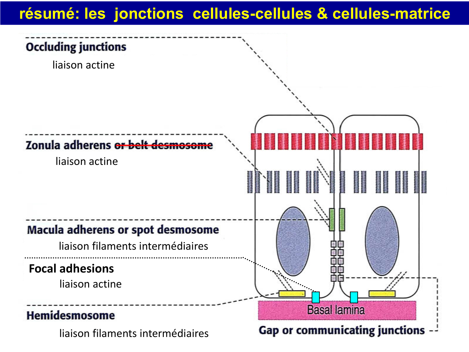 Molécules d’adhésion cellulaire page 73