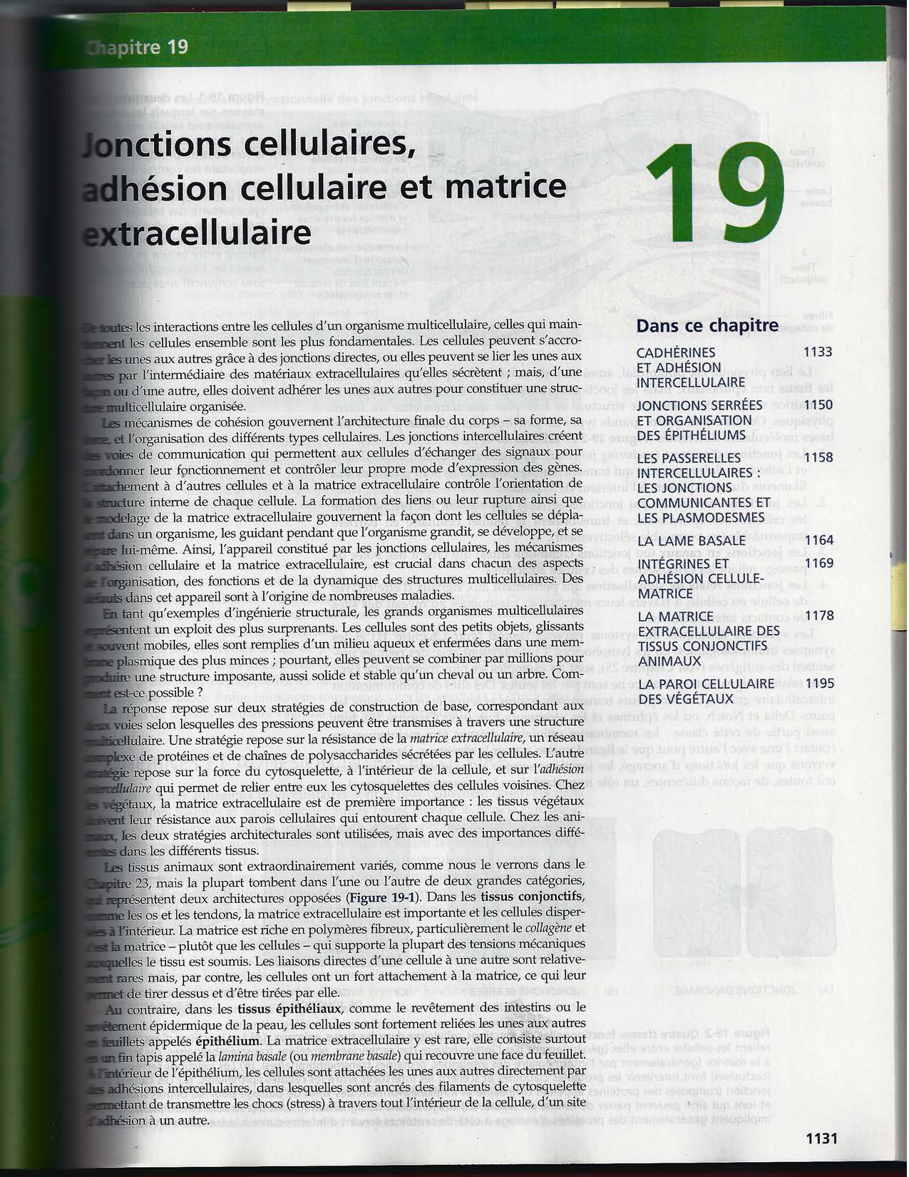 Alberts ed-5fr p1133-1162-jonctions cellulaires page 1