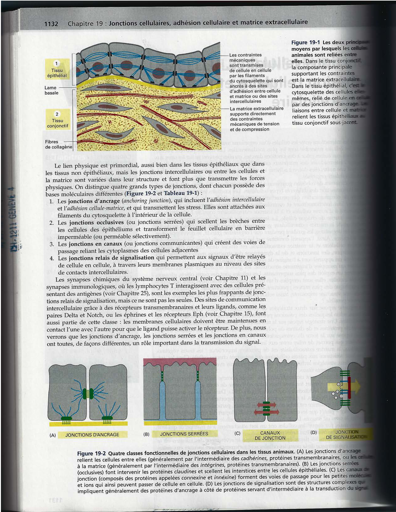 Alberts ed-5fr p1133-1162-jonctions cellulaires page 2