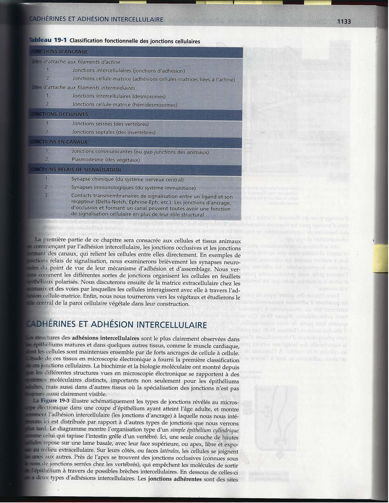 Alberts ed-5fr p1133-1162-jonctions cellulaires page 3