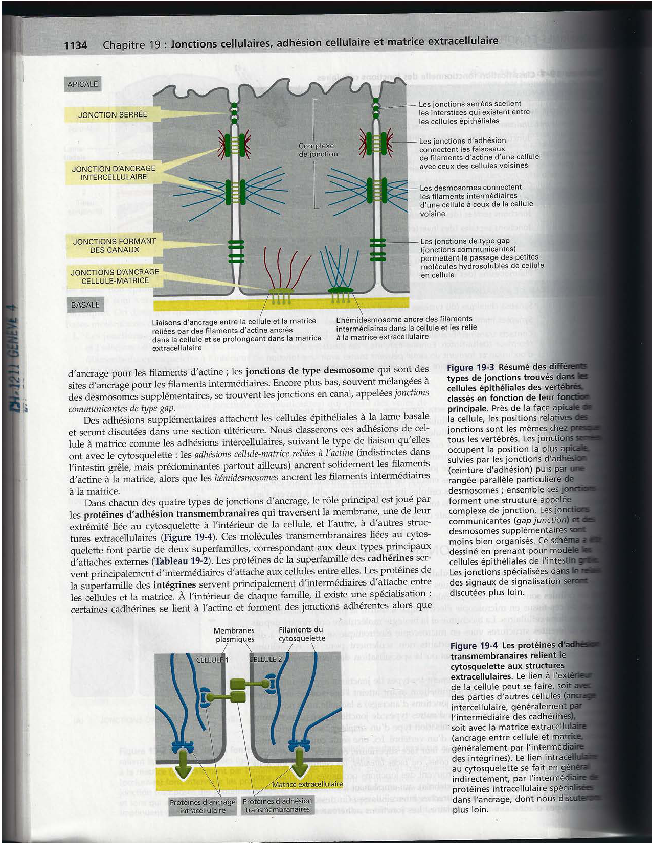 Alberts ed-5fr p1133-1162-jonctions cellulaires page 4