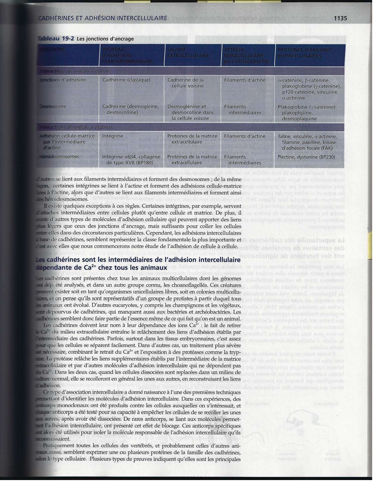 Alberts ed-5fr p1133-1162-jonctions cellulaires page 5