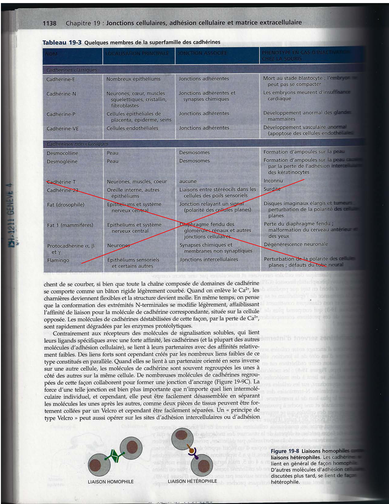Alberts ed-5fr p1133-1162-jonctions cellulaires page 7