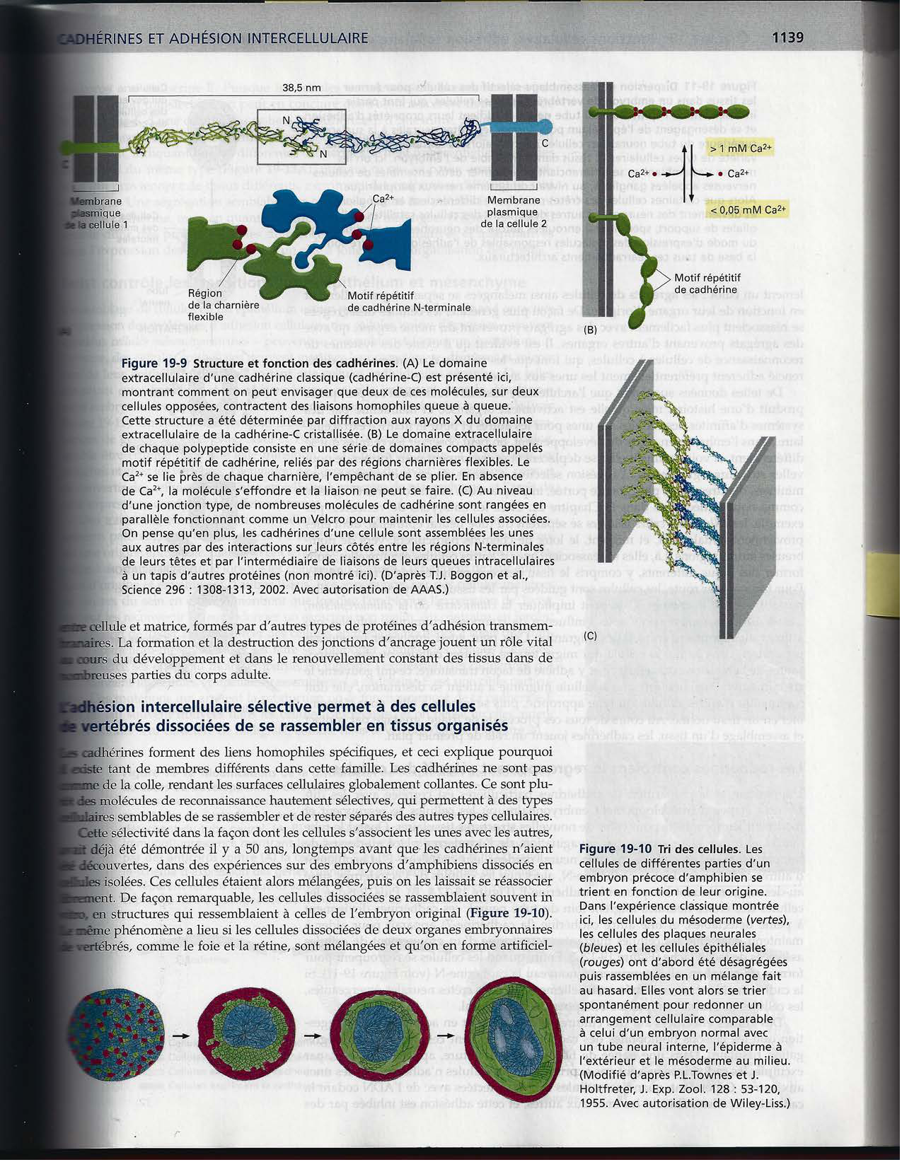 Alberts ed-5fr p1133-1162-jonctions cellulaires page 8