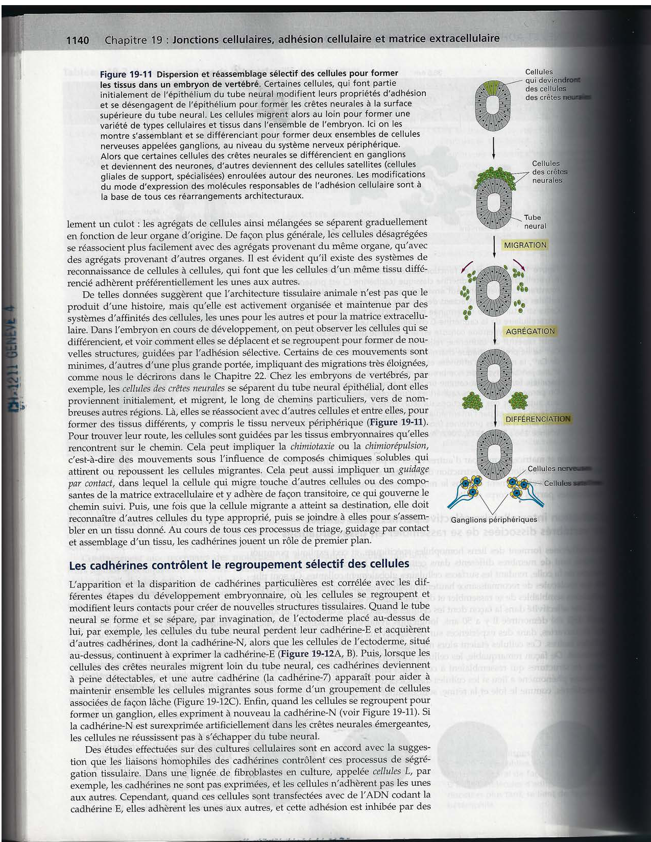 Alberts ed-5fr p1133-1162-jonctions cellulaires page 9