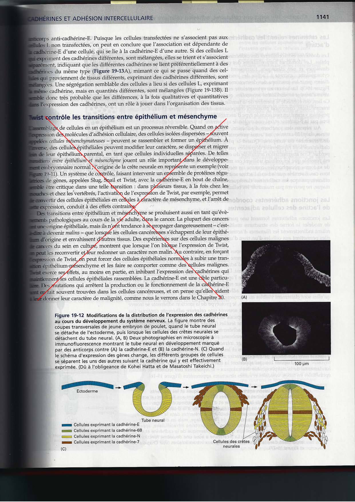 Alberts ed-5fr p1133-1162-jonctions cellulaires page 10
