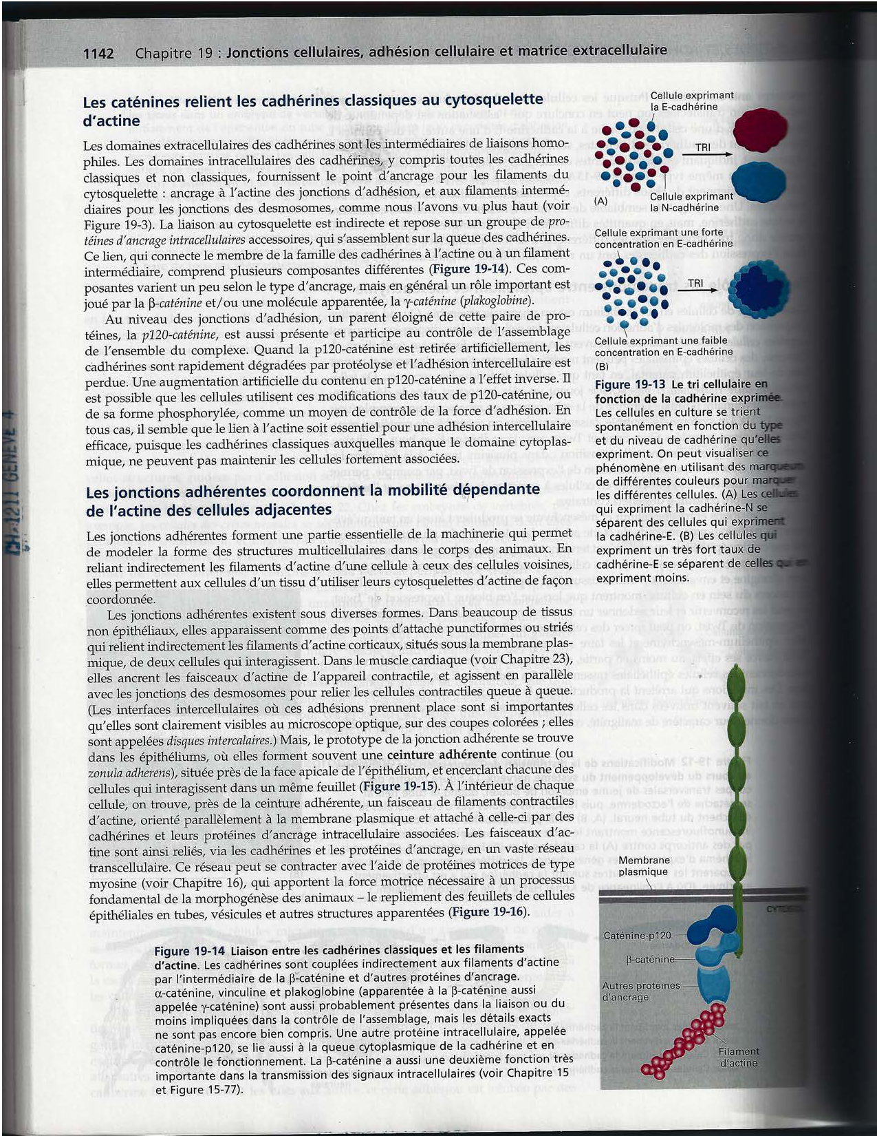 Alberts ed-5fr p1133-1162-jonctions cellulaires page 11