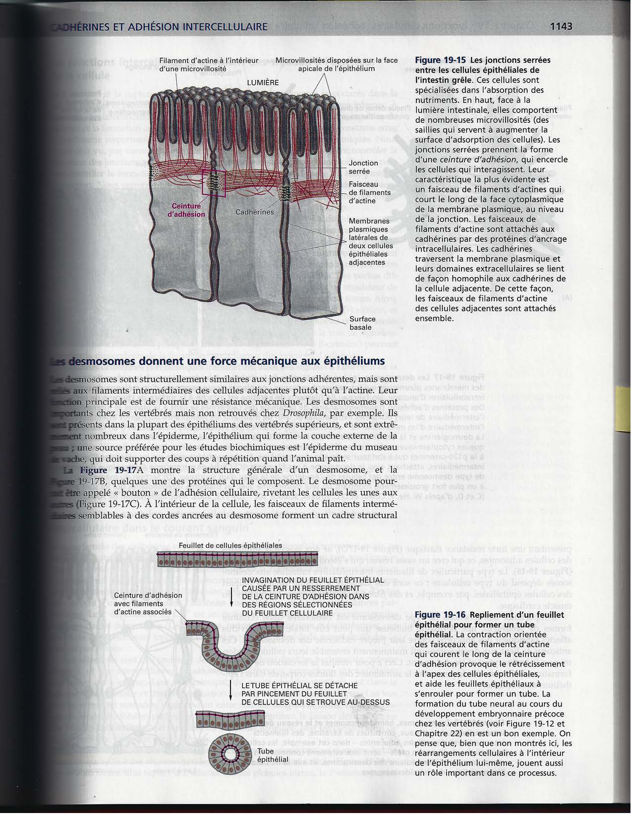 Alberts ed-5fr p1133-1162-jonctions cellulaires page 12
