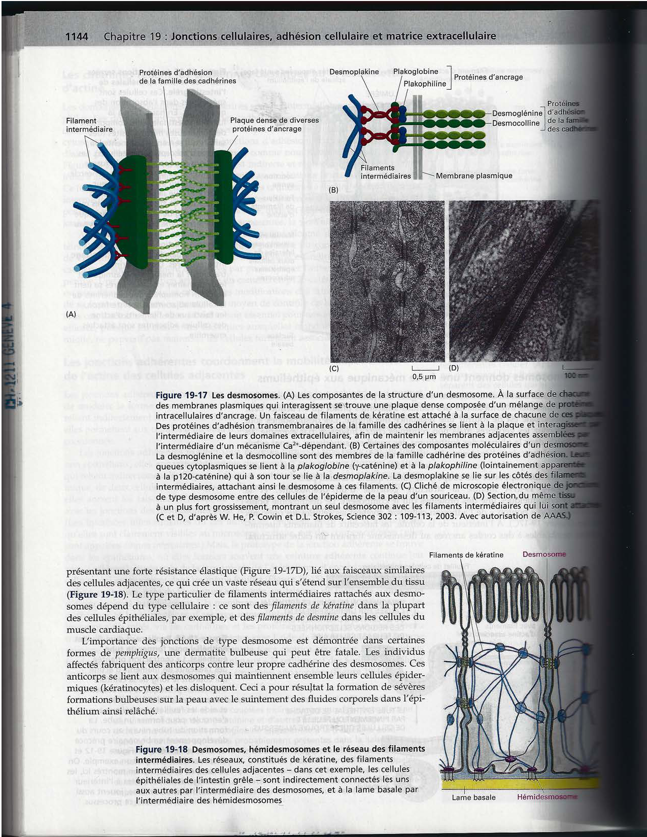Alberts ed-5fr p1133-1162-jonctions cellulaires page 13