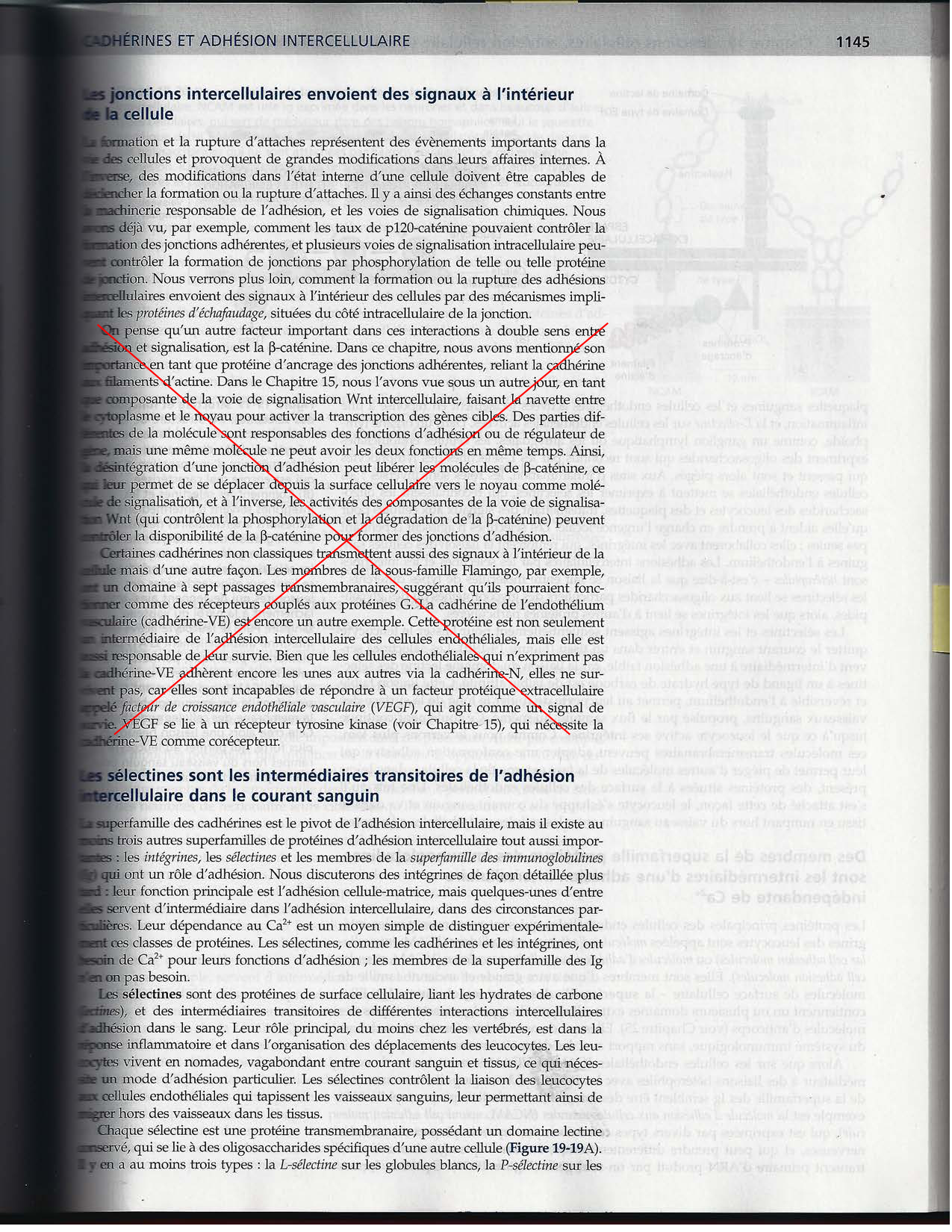 Alberts ed-5fr p1133-1162-jonctions cellulaires page 14