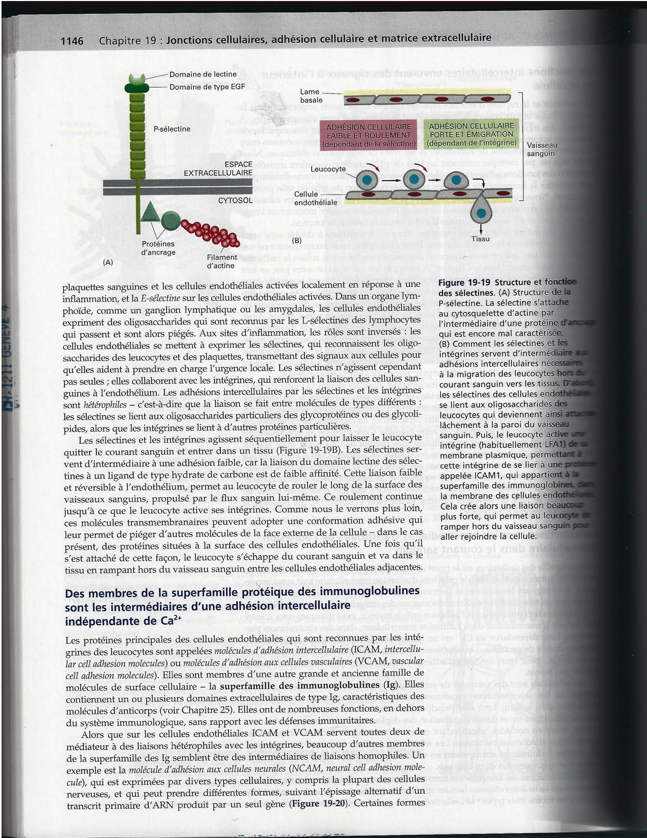 Alberts ed-5fr p1133-1162-jonctions cellulaires page 15