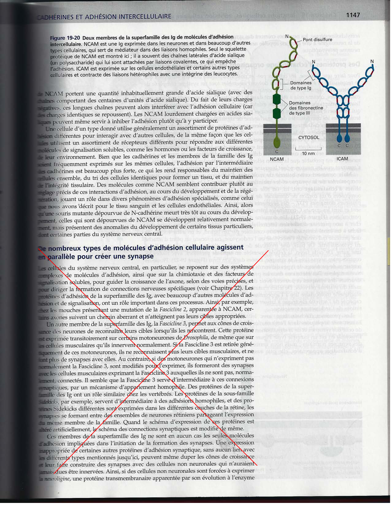 Alberts ed-5fr p1133-1162-jonctions cellulaires page 16