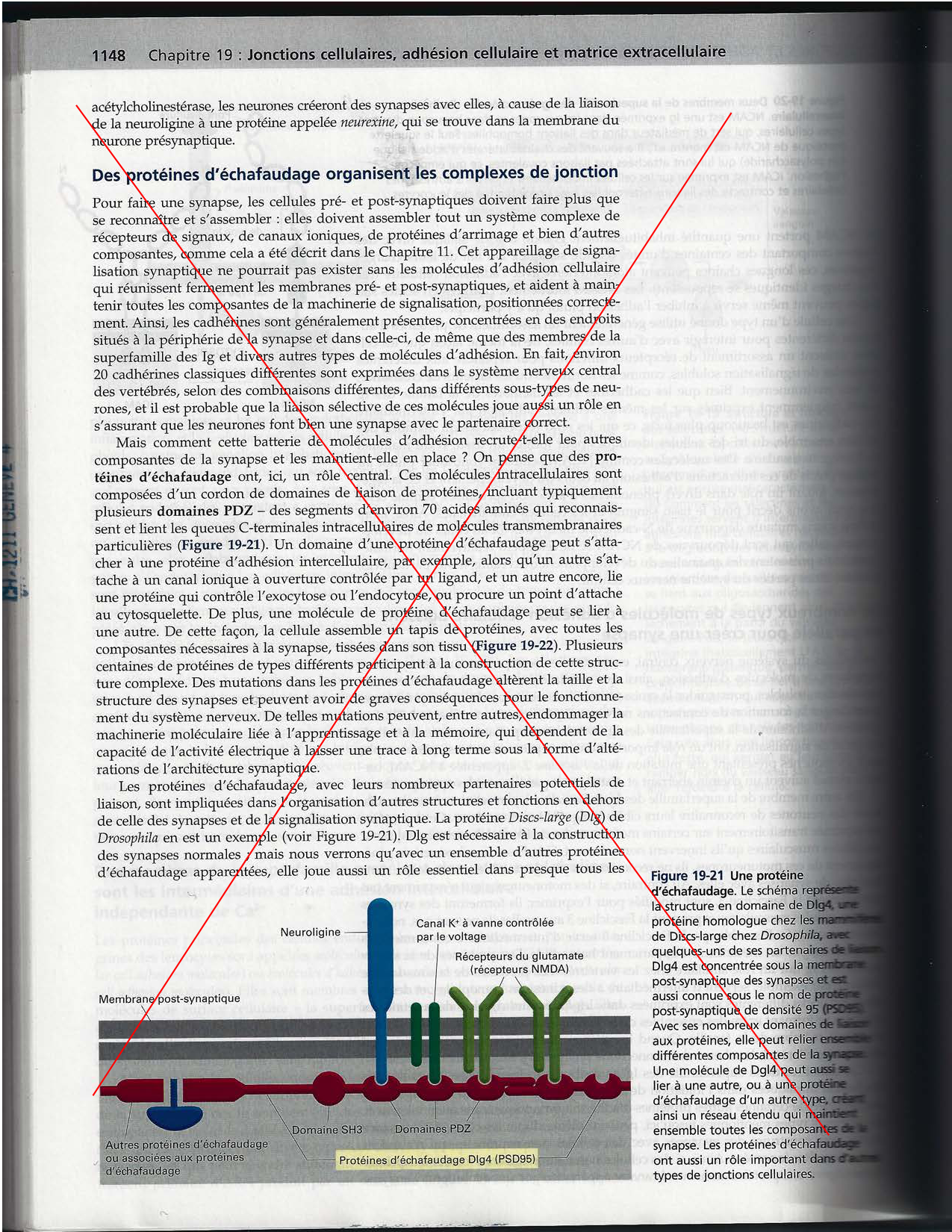 Alberts ed-5fr p1133-1162-jonctions cellulaires page 17