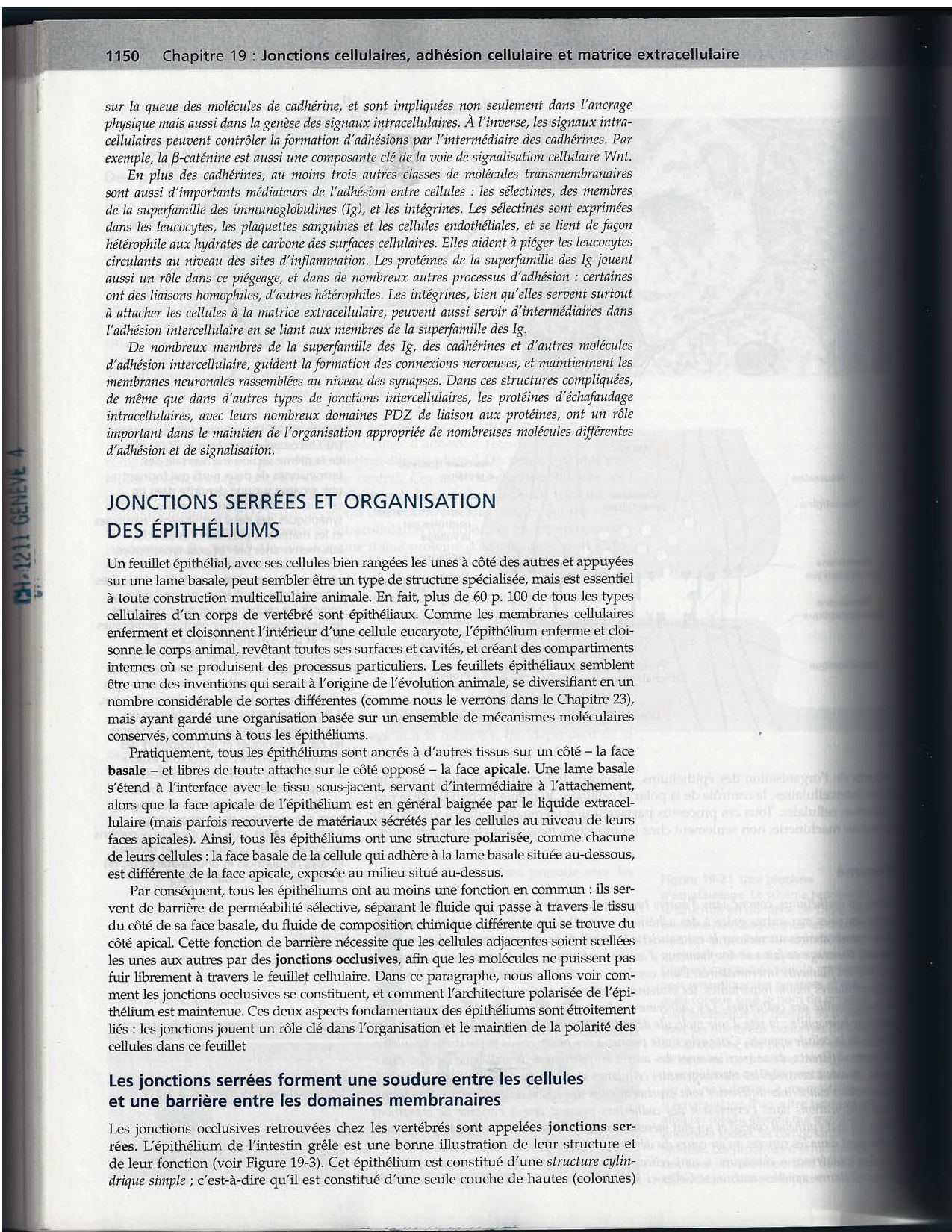 Alberts ed-5fr p1133-1162-jonctions cellulaires page 19