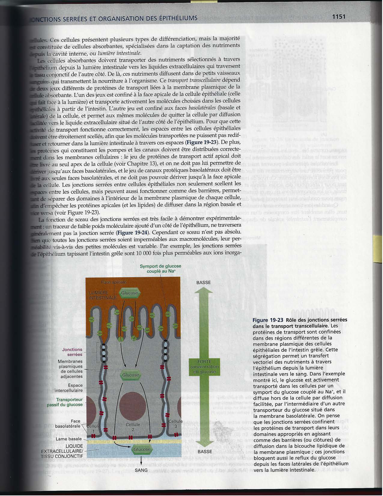 Alberts ed-5fr p1133-1162-jonctions cellulaires page 20