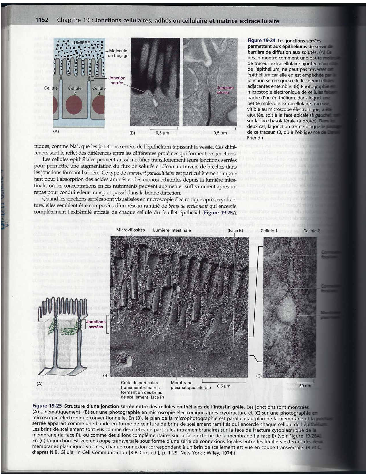 Alberts ed-5fr p1133-1162-jonctions cellulaires page 21