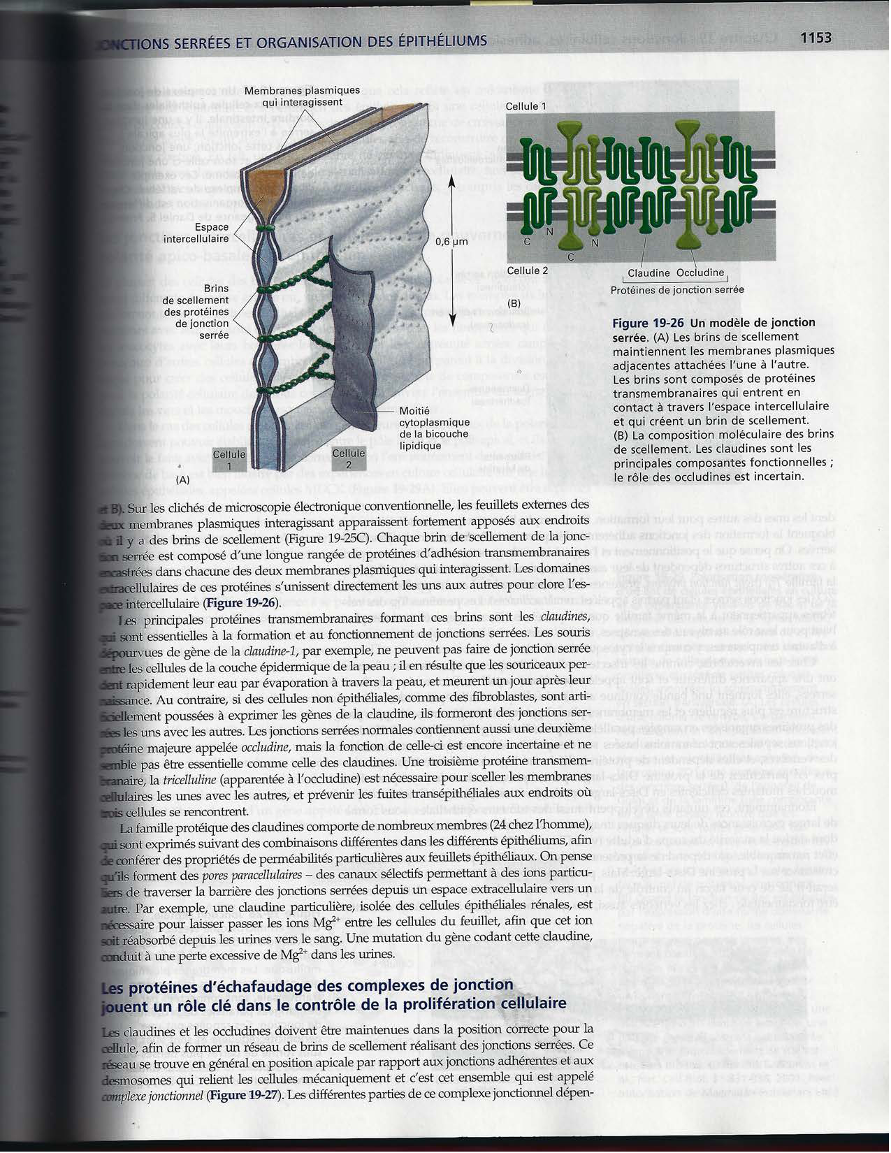 Alberts ed-5fr p1133-1162-jonctions cellulaires page 22