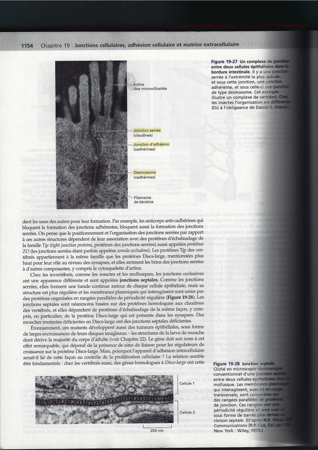 Alberts ed-5fr p1133-1162-jonctions cellulaires page 23
