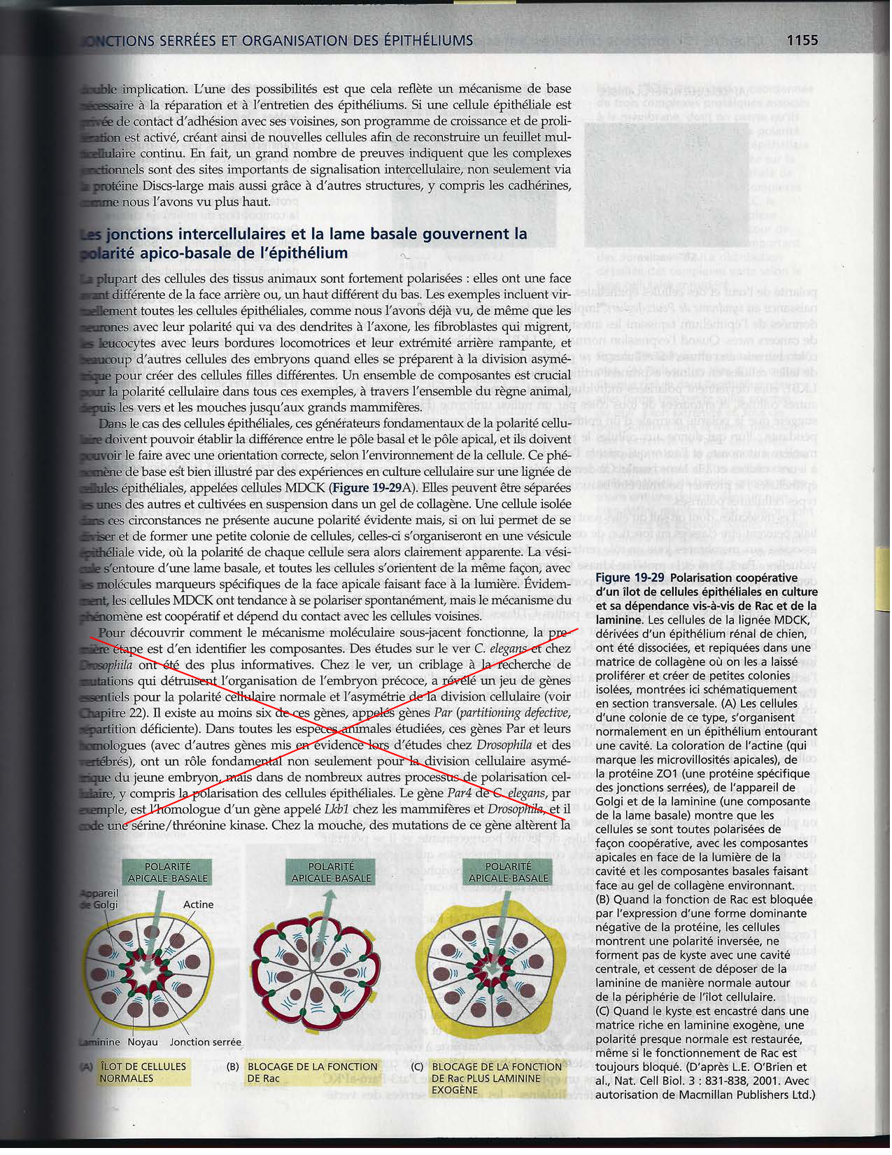 Alberts ed-5fr p1133-1162-jonctions cellulaires page 24