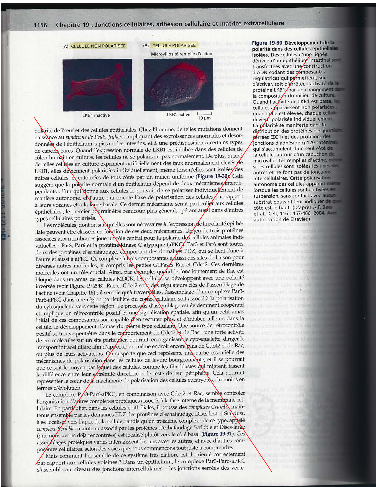 Alberts ed-5fr p1133-1162-jonctions cellulaires page 25