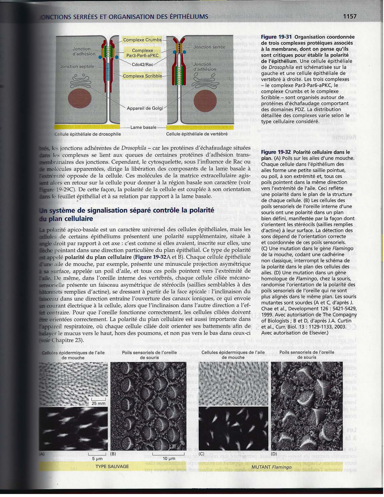 Alberts ed-5fr p1133-1162-jonctions cellulaires page 26