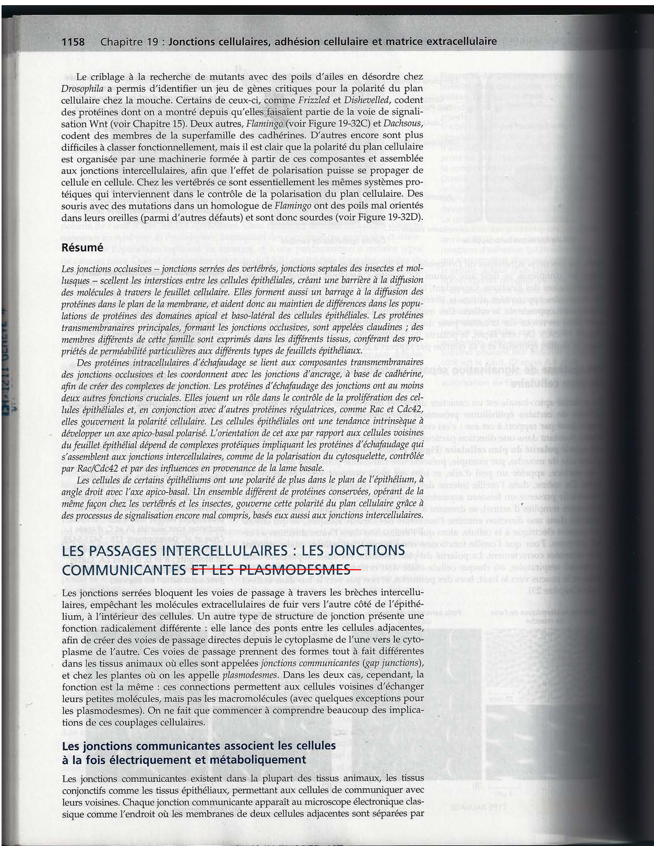 Alberts ed-5fr p1133-1162-jonctions cellulaires page 27