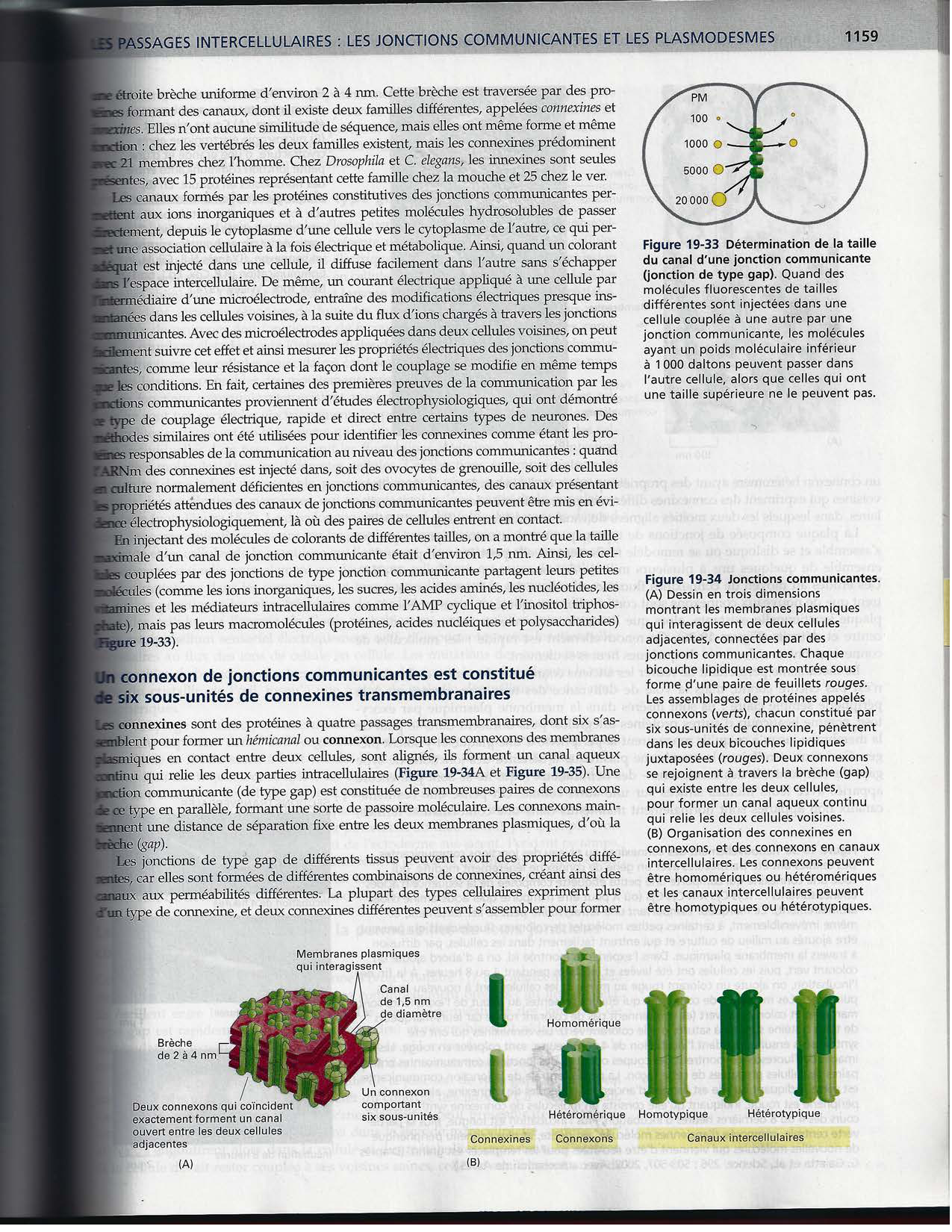 Alberts ed-5fr p1133-1162-jonctions cellulaires page 28