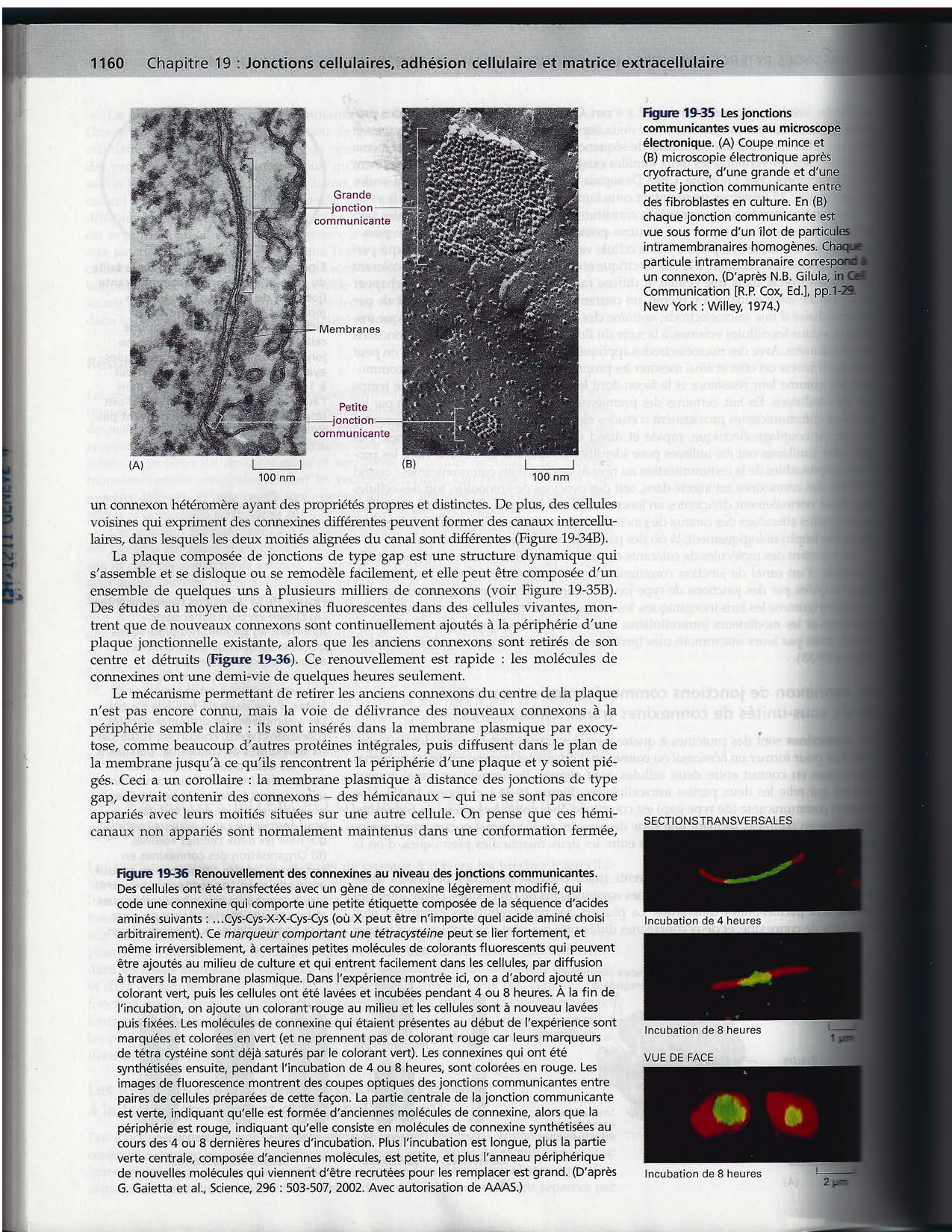 Alberts ed-5fr p1133-1162-jonctions cellulaires page 29