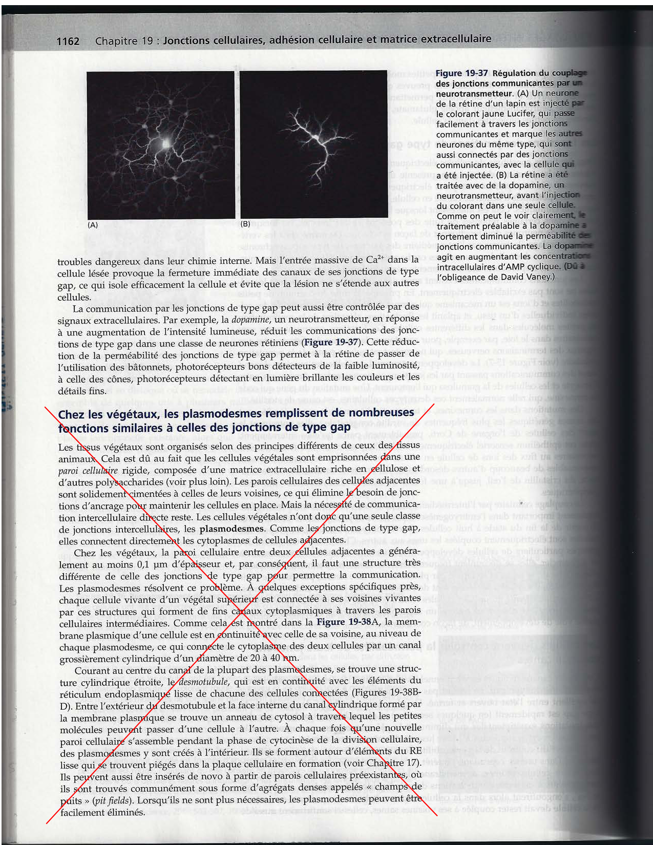 Alberts ed-5fr p1133-1162-jonctions cellulaires page 31