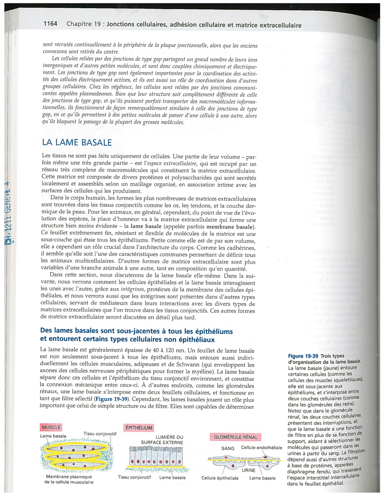 Alberts ed-5fr p1164-1178-lame-basal et intégrines page 1