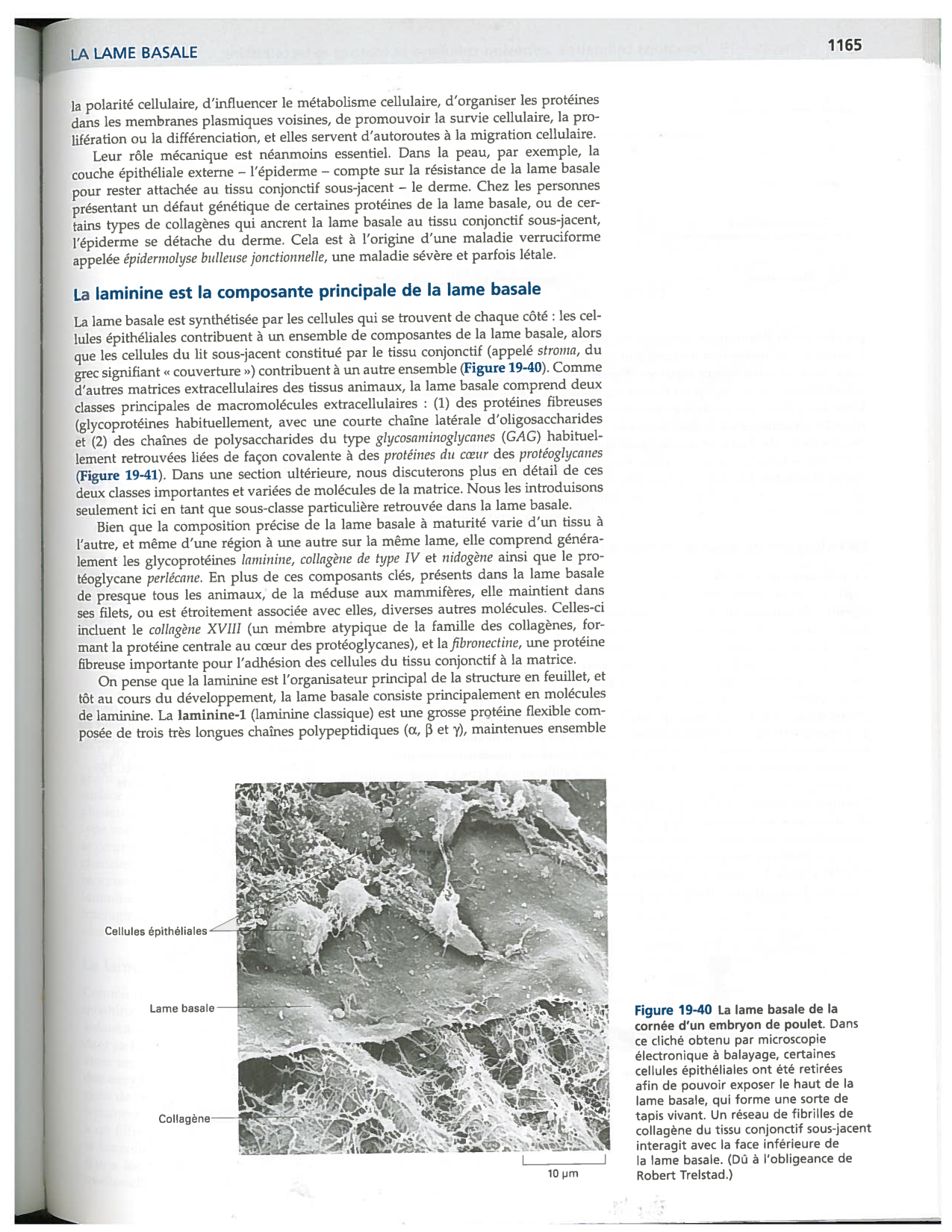 Alberts ed-5fr p1164-1178-lame-basal et intégrines page 2