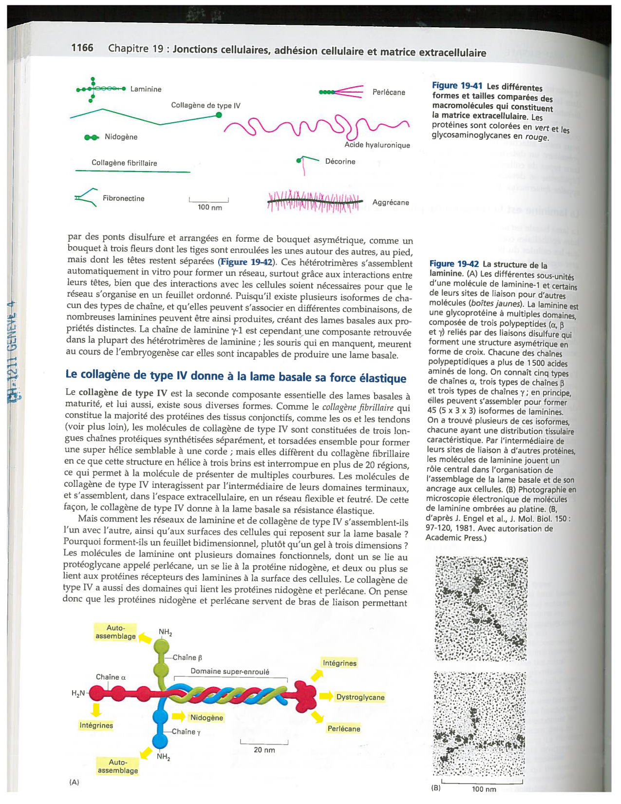 Alberts ed-5fr p1164-1178-lame-basal et intégrines page 3