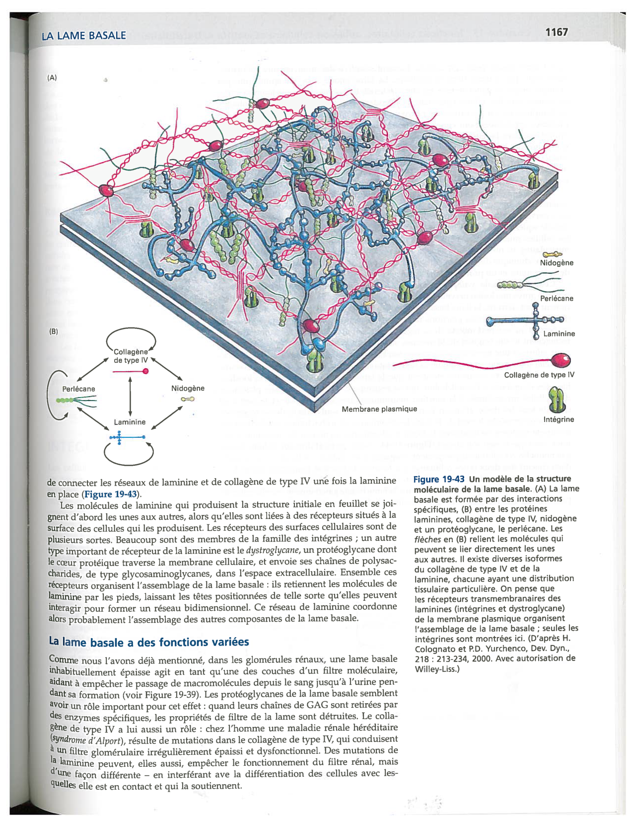 Alberts ed-5fr p1164-1178-lame-basal et intégrines page 4