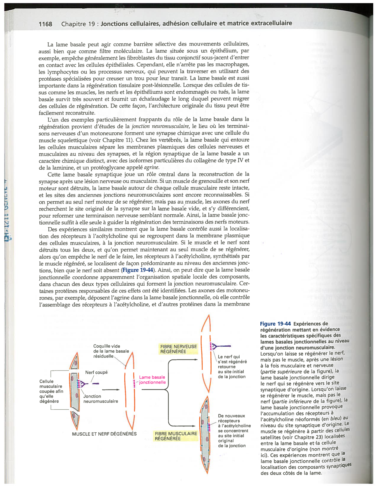 Alberts ed-5fr p1164-1178-lame-basal et intégrines page 5