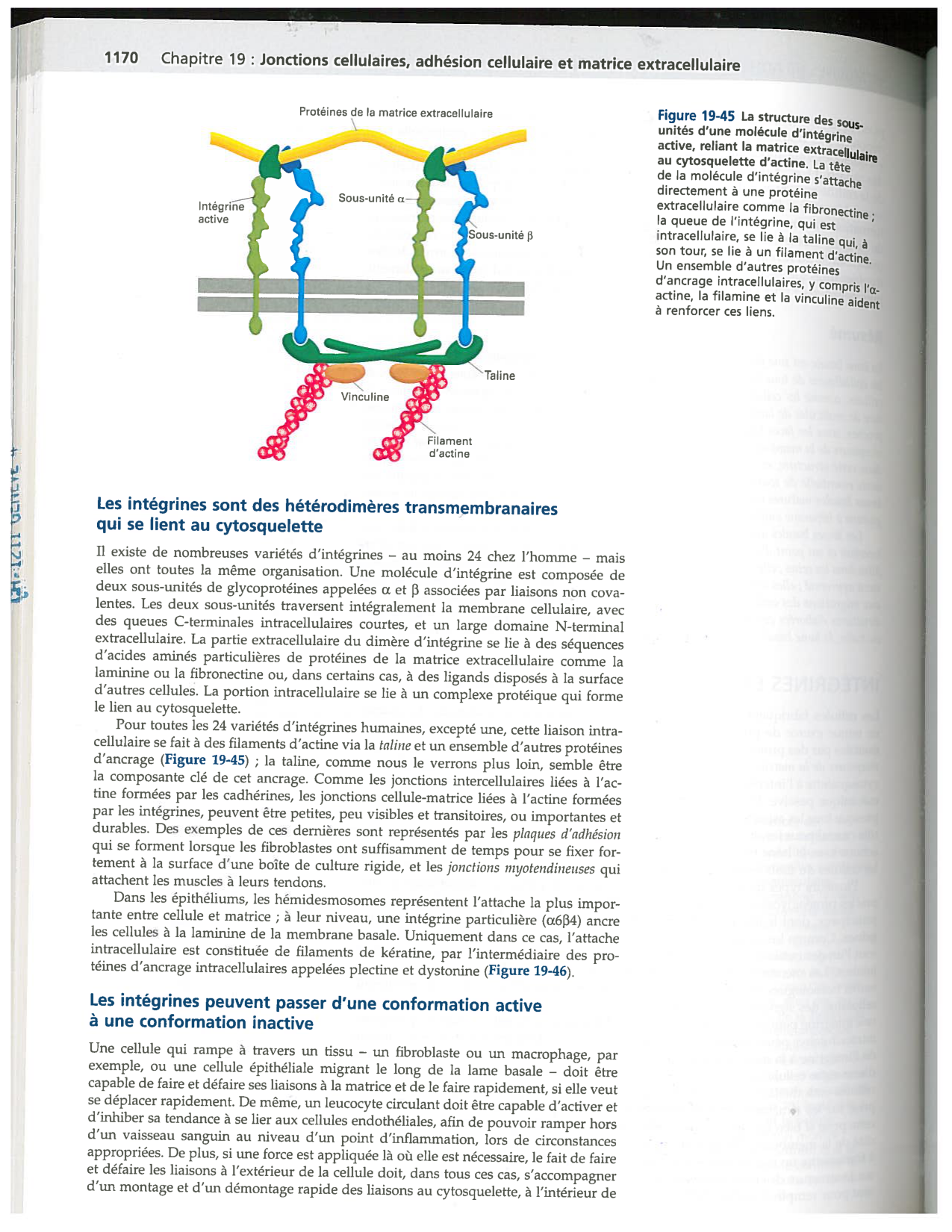 Alberts ed-5fr p1164-1178-lame-basal et intégrines page 7