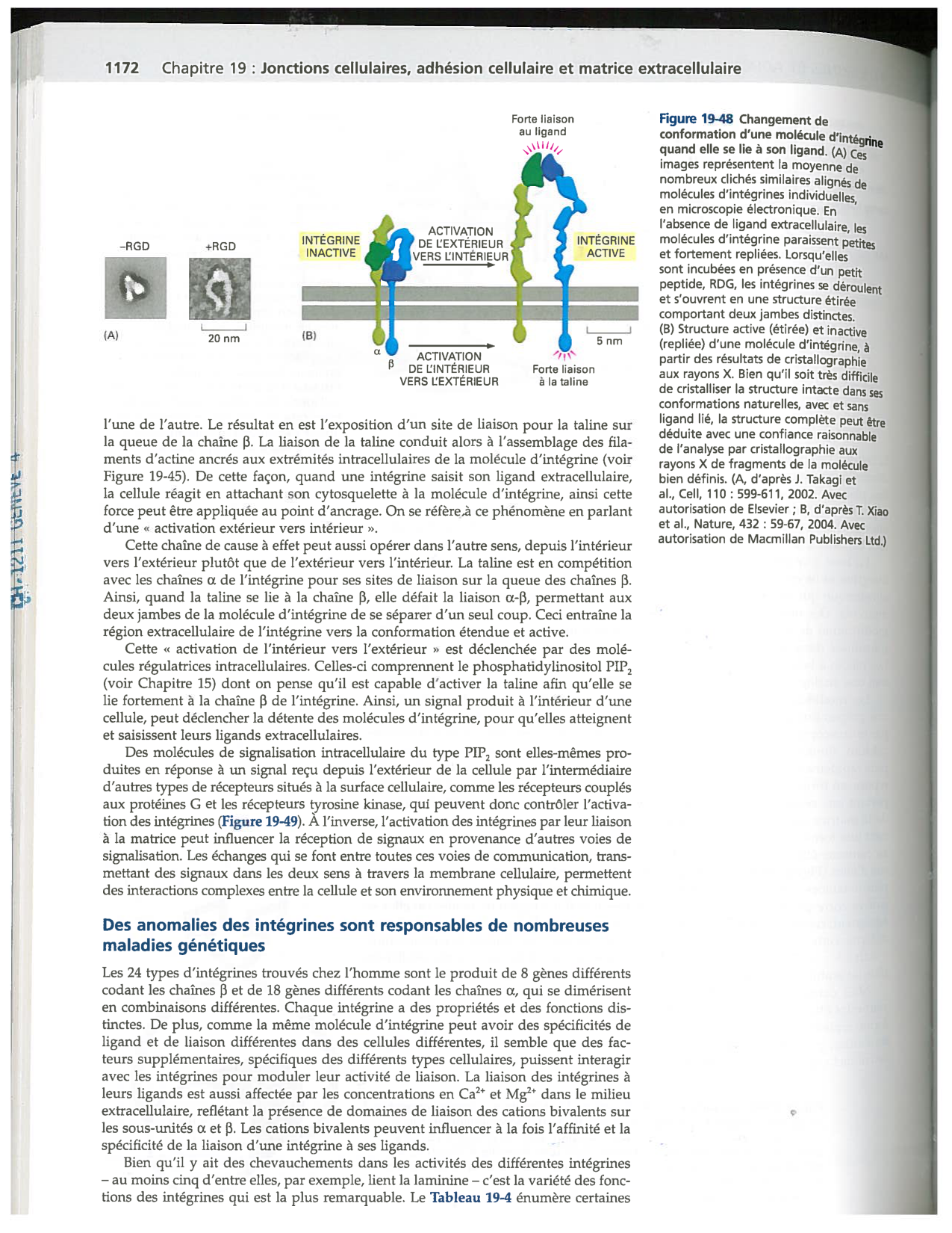 Alberts ed-5fr p1164-1178-lame-basal et intégrines page 9
