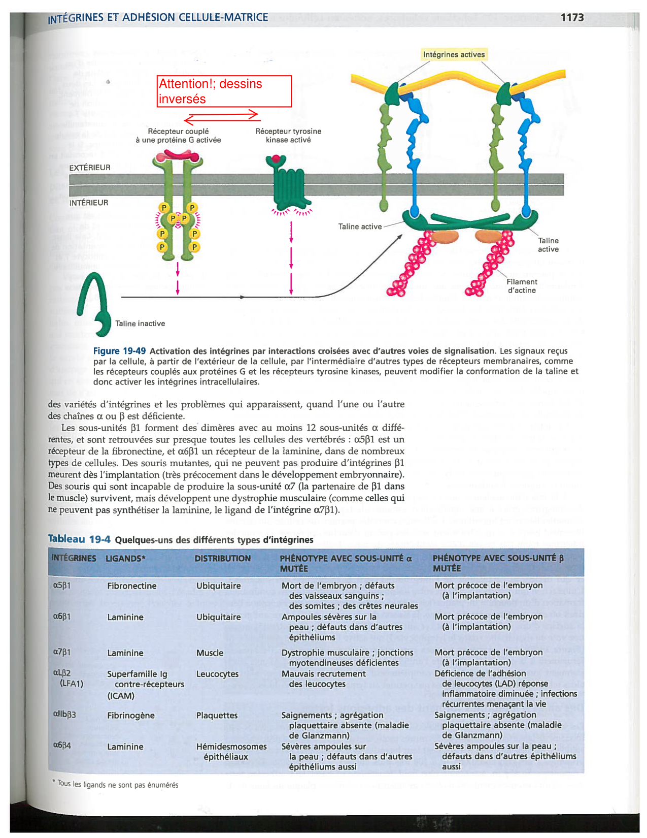 Alberts ed-5fr p1164-1178-lame-basal et intégrines page 10