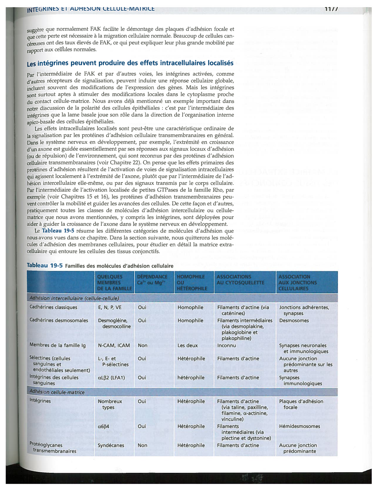 Alberts ed-5fr p1164-1178-lame-basal et intégrines page 14