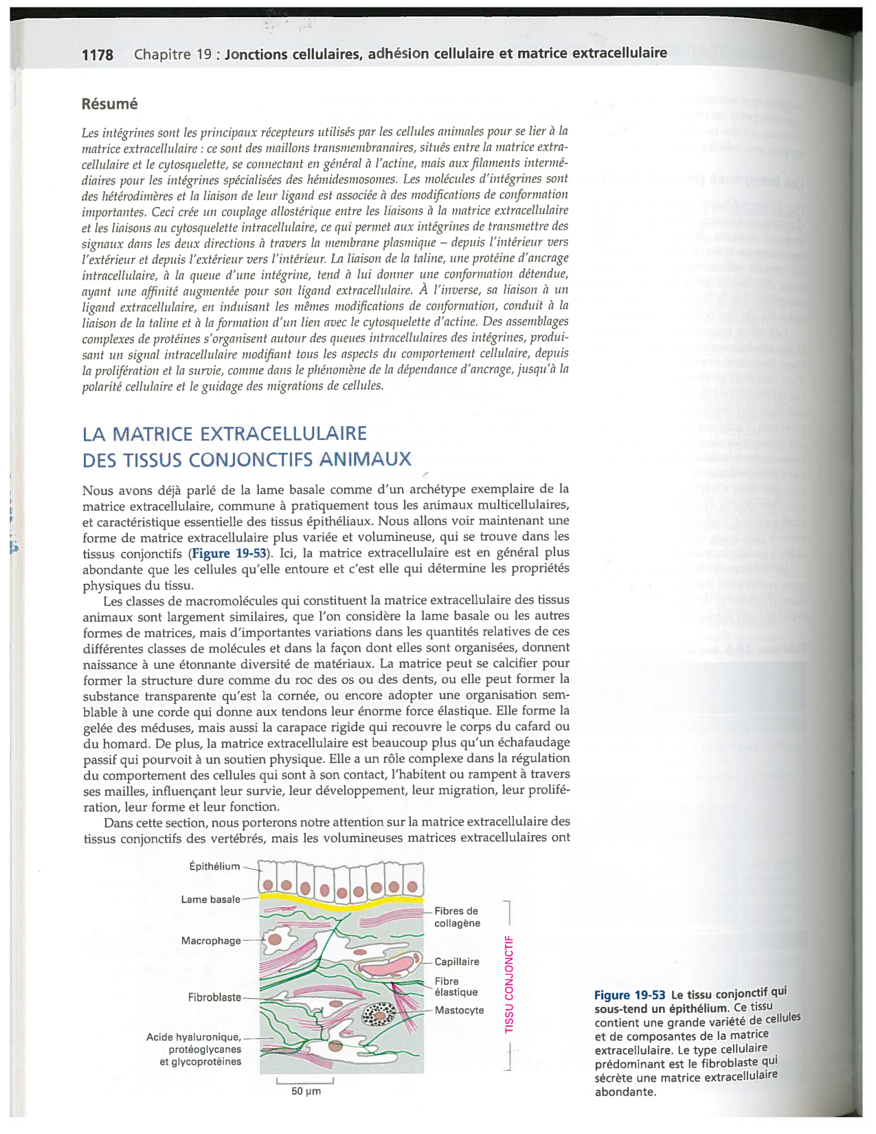 Alberts ed-5fr p1164-1178-lame-basal et intégrines page 15