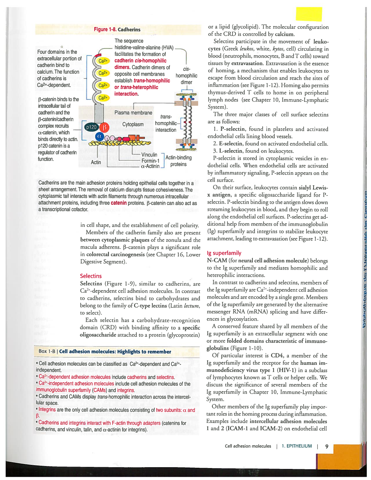 Kierszenbaum ed-4 p9-36-jonctions compositions pathologies page 1