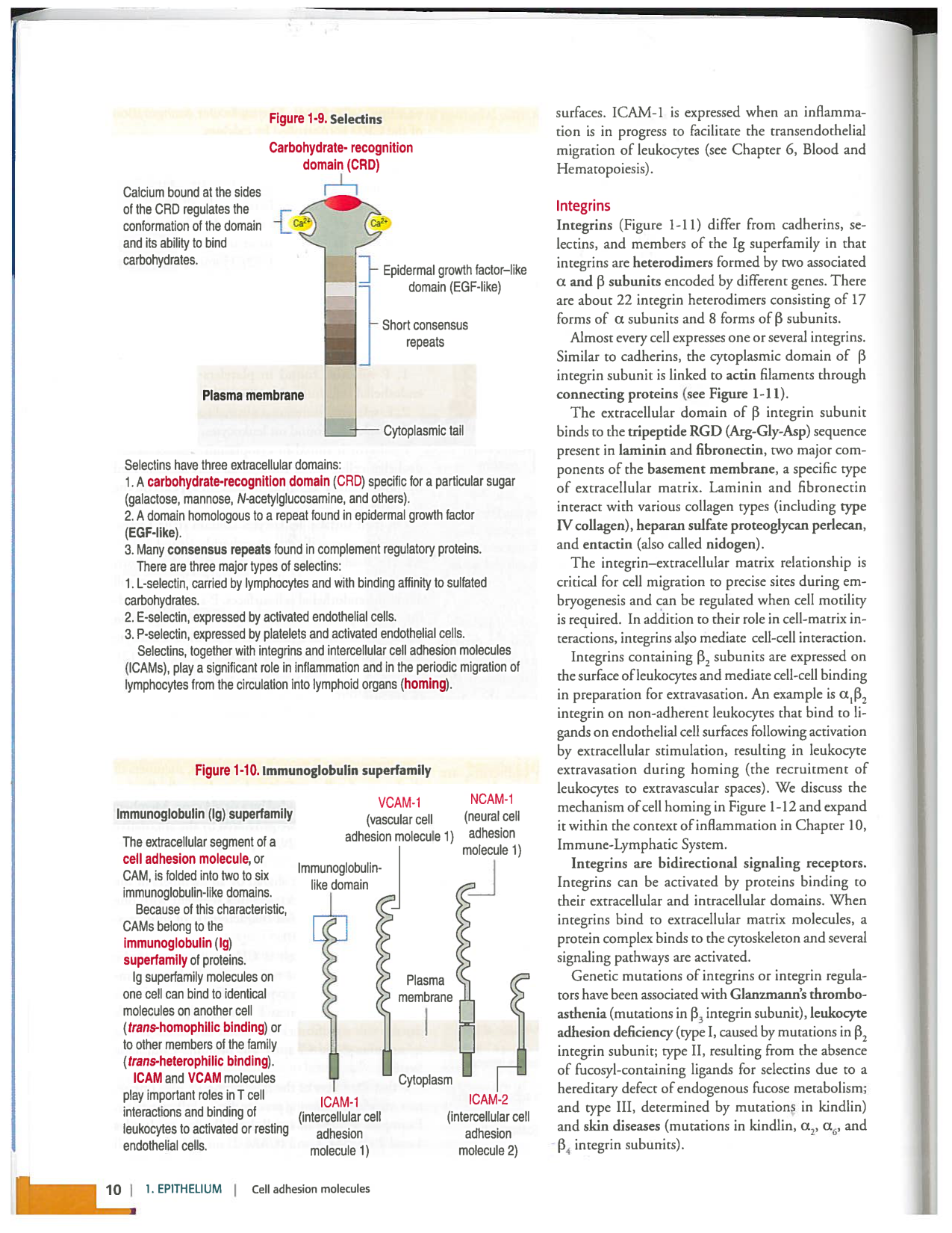 Kierszenbaum ed-4 p9-36-jonctions compositions pathologies page 2